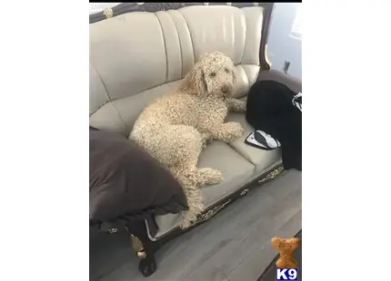 Goldendoodles